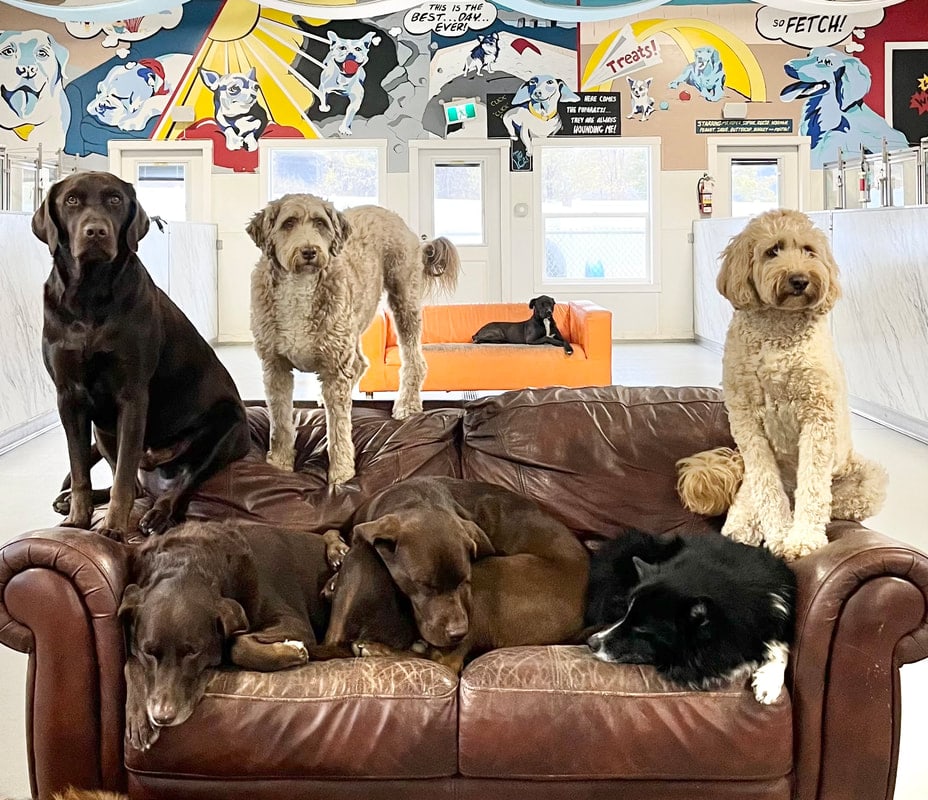 Five dogs sharing a brown leather couch inside the Big Dog Barn, two of them asleep