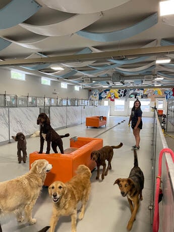 Dogs playing inside the barn