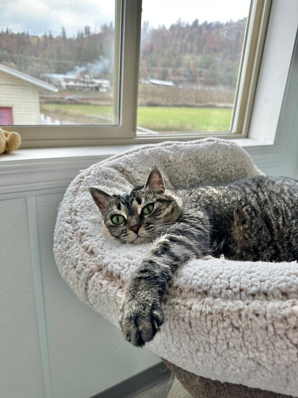 A tabby cat in a fleece bed by a window that looks out over the valley