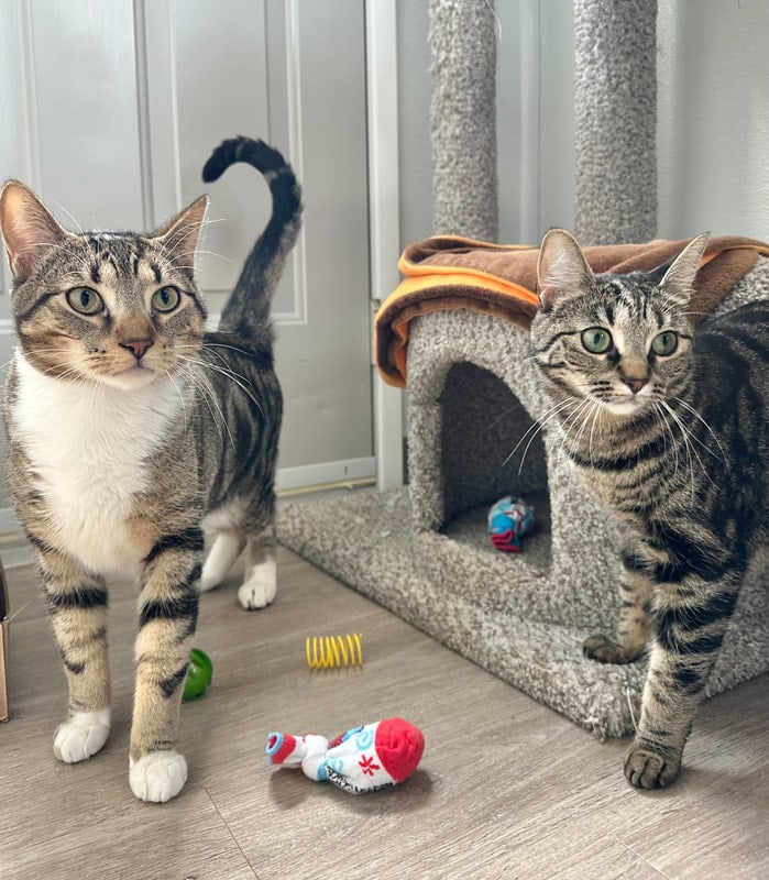 Two tabby cats from the same home sharing a suite with a cat tree and toys