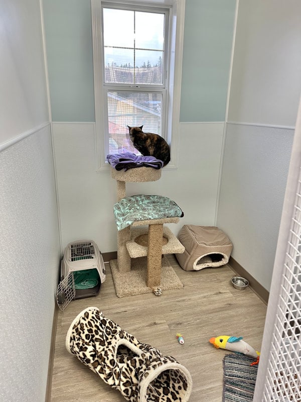 A bright suite with a window, a tall cat tree and a carrier