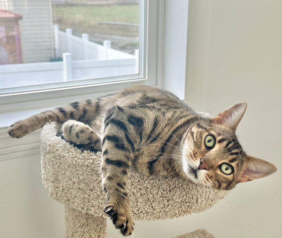 A tabby cat stretched out on a round bed, looking at the camera