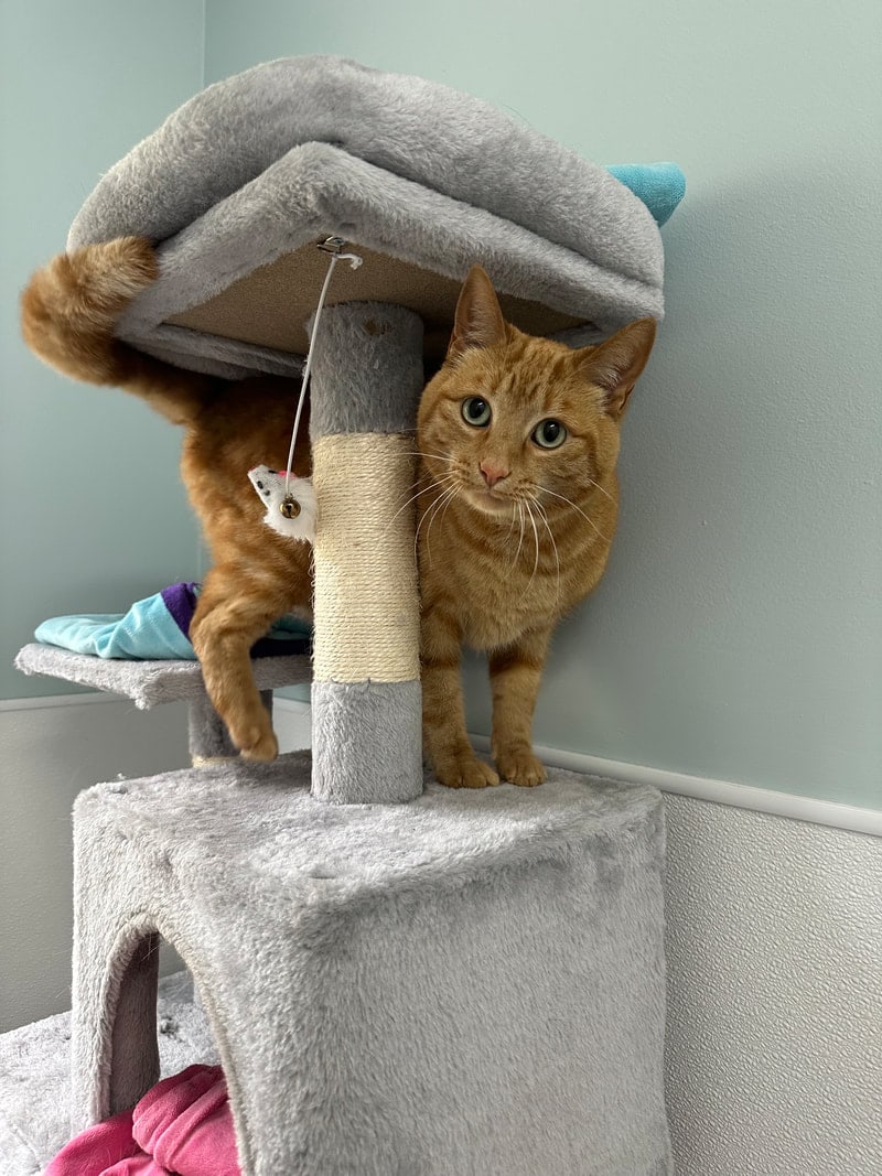 An orange cat peeking out from the top of a cat tree