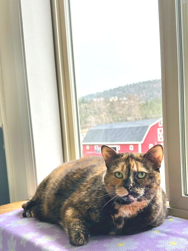 A tortoiseshell cat curled on a window seat, the red Big Dog Barn outside the window