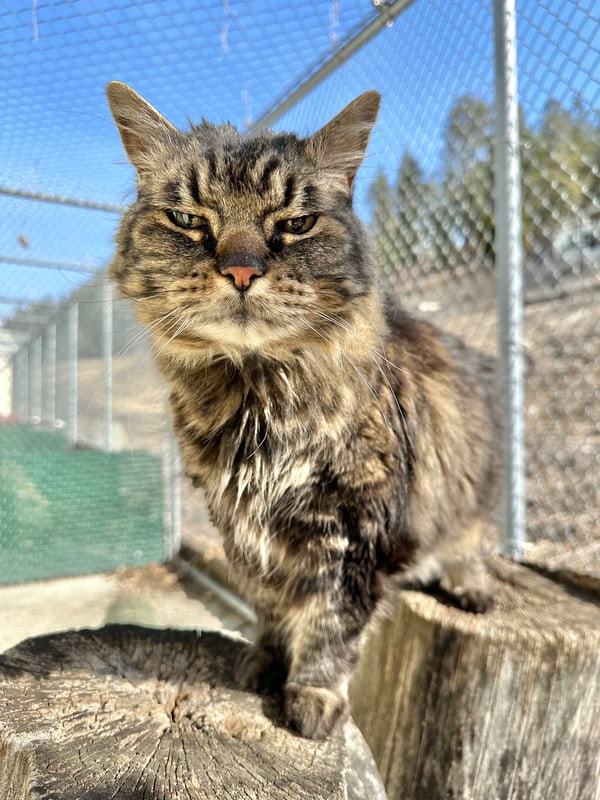 A long-haired tabby sitting on a stump inside a wire-fenced catio