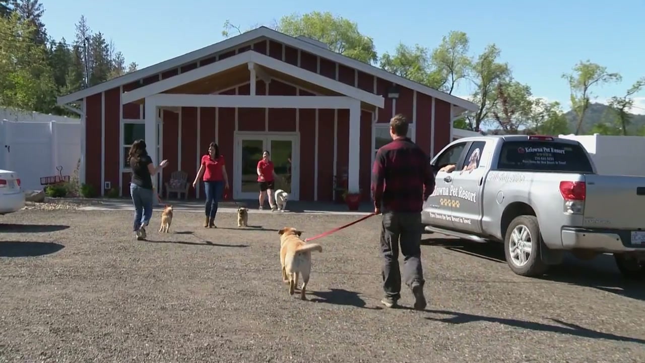 Staff walking dogs across the gravel lot to the red front office