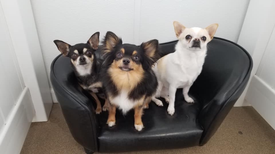 Small dogs sharing a couch in the Lap Dog Lodge