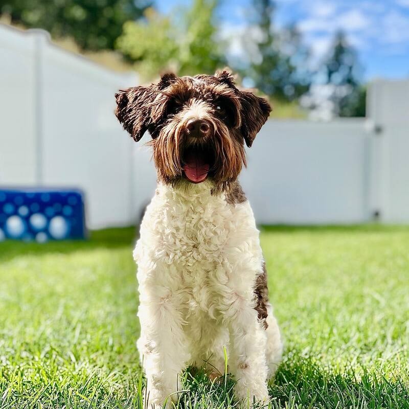 A brown-and-white dog sitting in the grassy small-dog yard