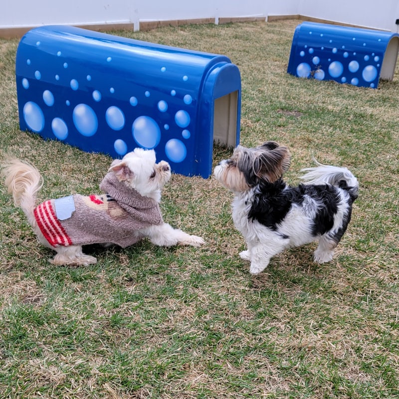 Small dogs playing together in the lodge
