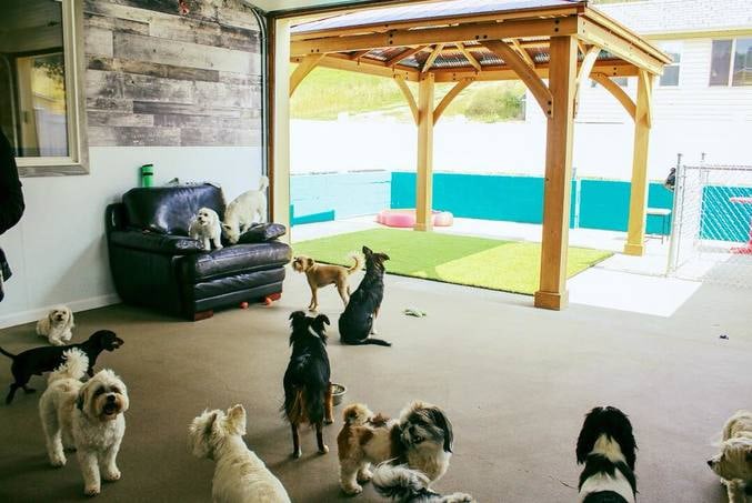 The grassy play yard beside the Lap Dog Lodge