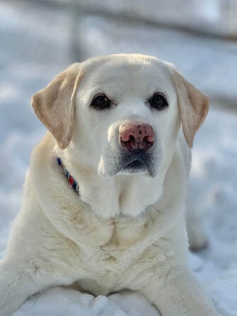 Mr. Roper, a white dog, lying in the snow and looking at the camera