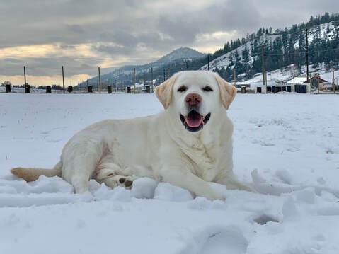 Mr. Roper in the snowy field