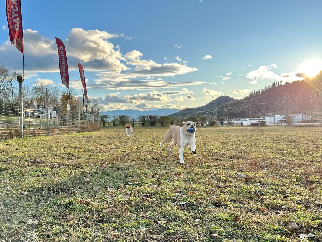Two dogs running across a wide grassy field in low afternoon sun, with hills behind