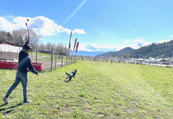 Brendan playing fetch with Oakley in the park
