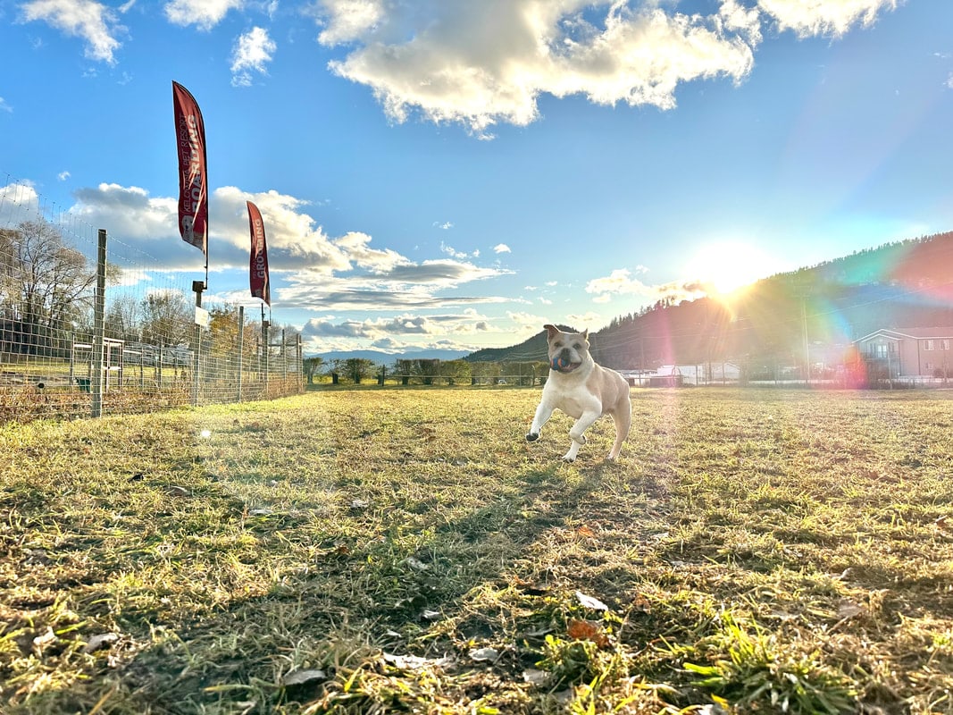 An open field surrounded by Glenmore hills