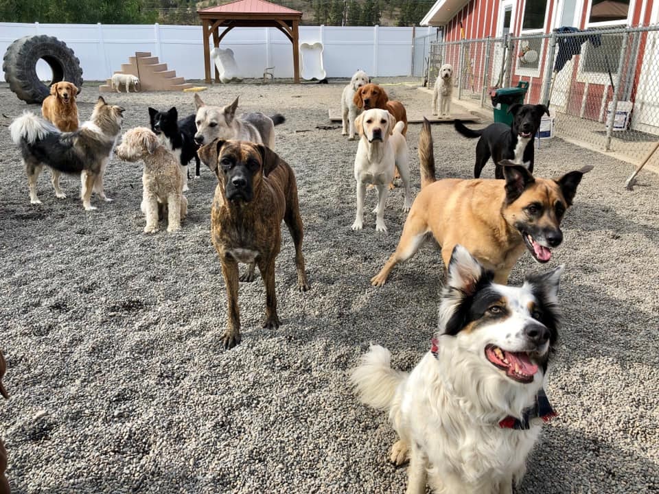 A dozen dogs of different sizes standing together in a gravel play yard, looking at the camera