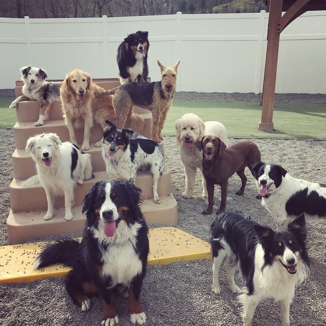 Ten dogs posing on and around a set of play steps in the yard