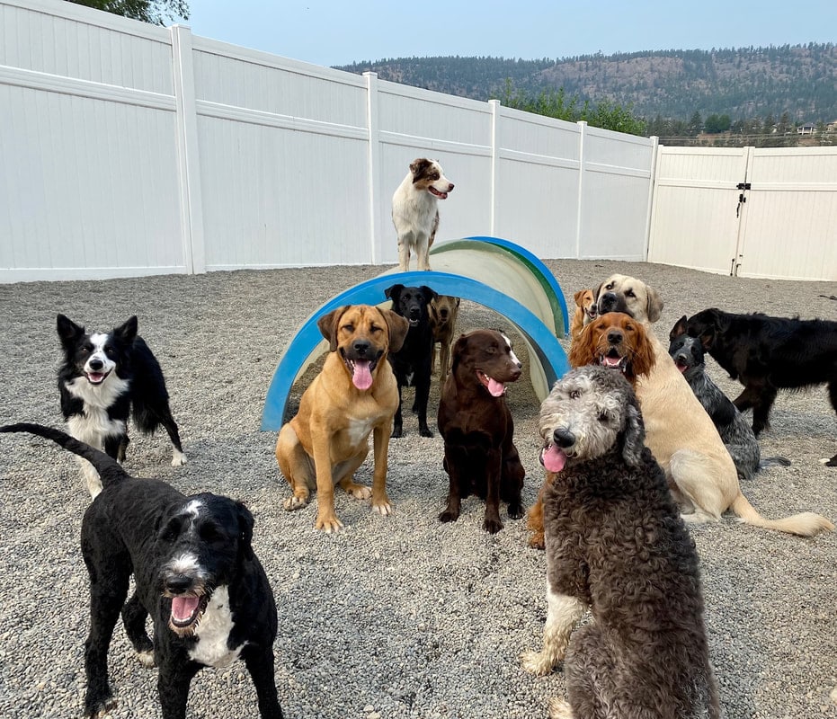 A group of dogs playing in the outdoor yard